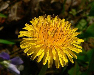 Dandelion (Taraxacum officinale)