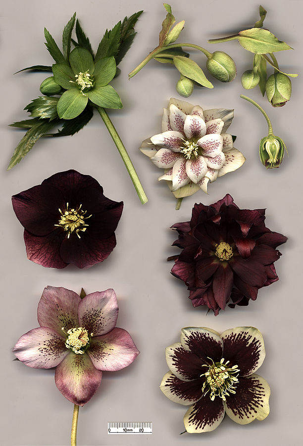 hellebore species