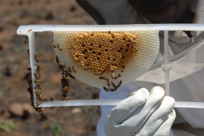 a frame of Africanized honey bees