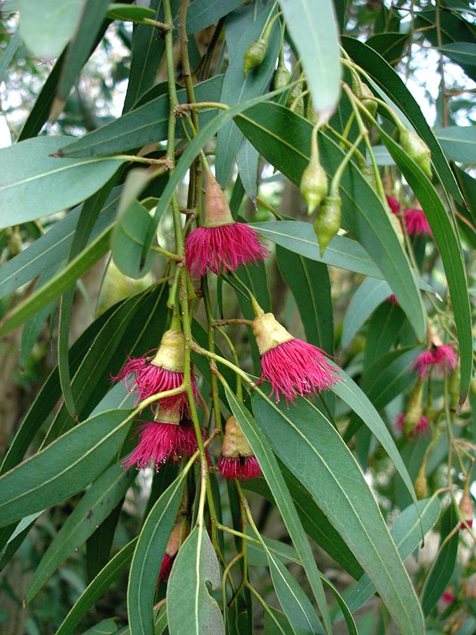 Eucalyptus_leucoxylon