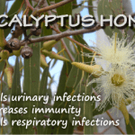 health benefits of eucalyptus honey