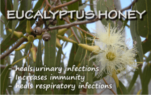 health benefits of eucalyptus honey