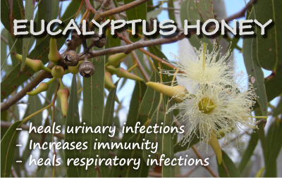 Eucalyptus honey