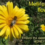seed melliferous flowers