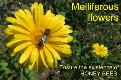 Save the bees and plant some melliferous flowers, aka honey plants!