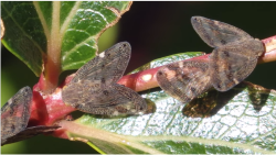 wine hoppers that feed on the tutu plant producing toxic honeydew