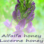 buy alfalfa honey