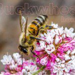 the most powerful antioxidant honey