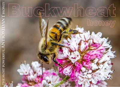 Buckwheat honey – the most powerful antioxidant honey!