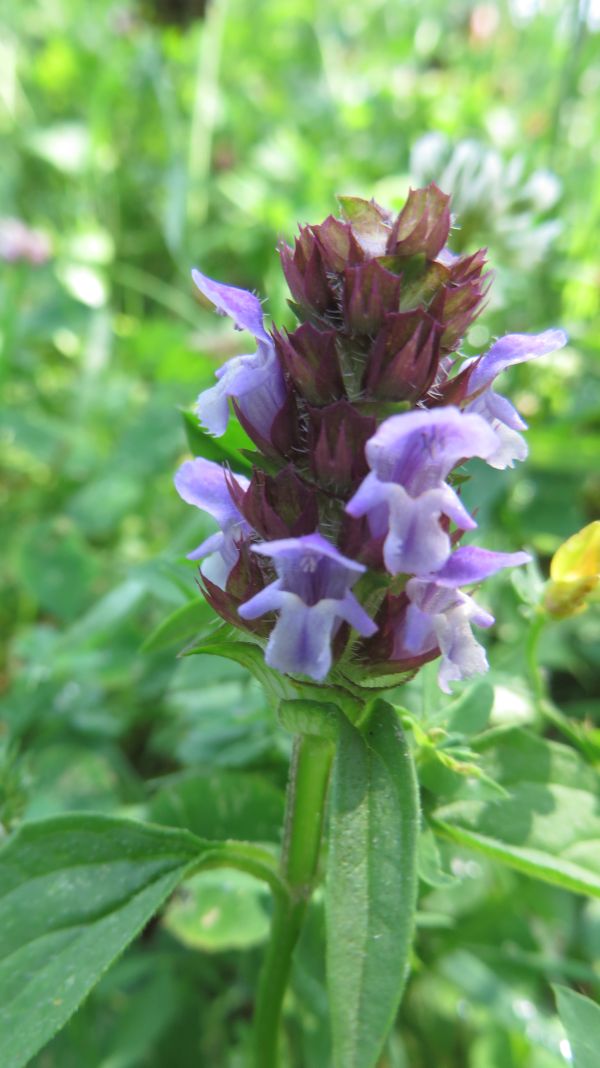 sage flower