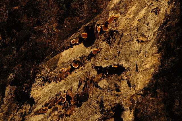 harvesting mad honey in Nepal