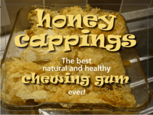 Honey cappings make the best healthy chewing gum! Ever!