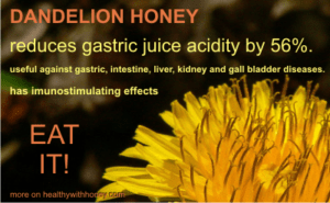 Dandelion honey benefits – another way to naturally reduce gastric acidity