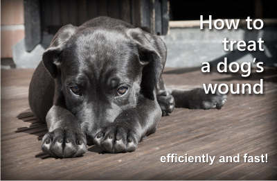 How to treat a dog’s wound
