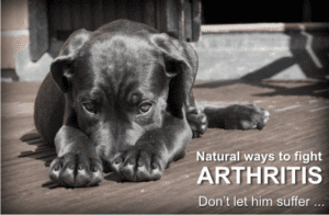 treat a dog's arthritis