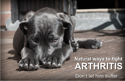How to treat a dog’s arthritis naturally