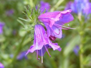 Echium_plantagineum_flowers