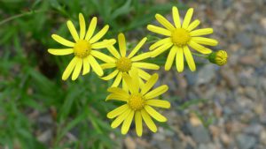 yellow fireweed 