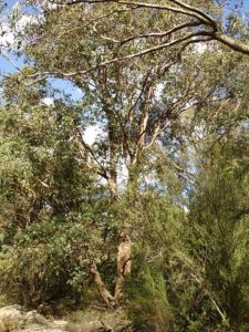 the fuzzy box eucalypt