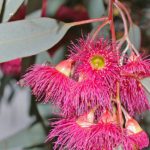 red ironbark flowers