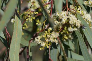 flowers of black box eucalyptus