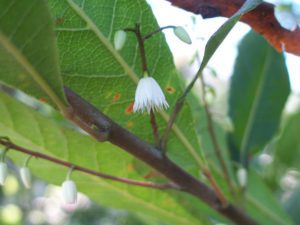 flowers of tasmanian oak