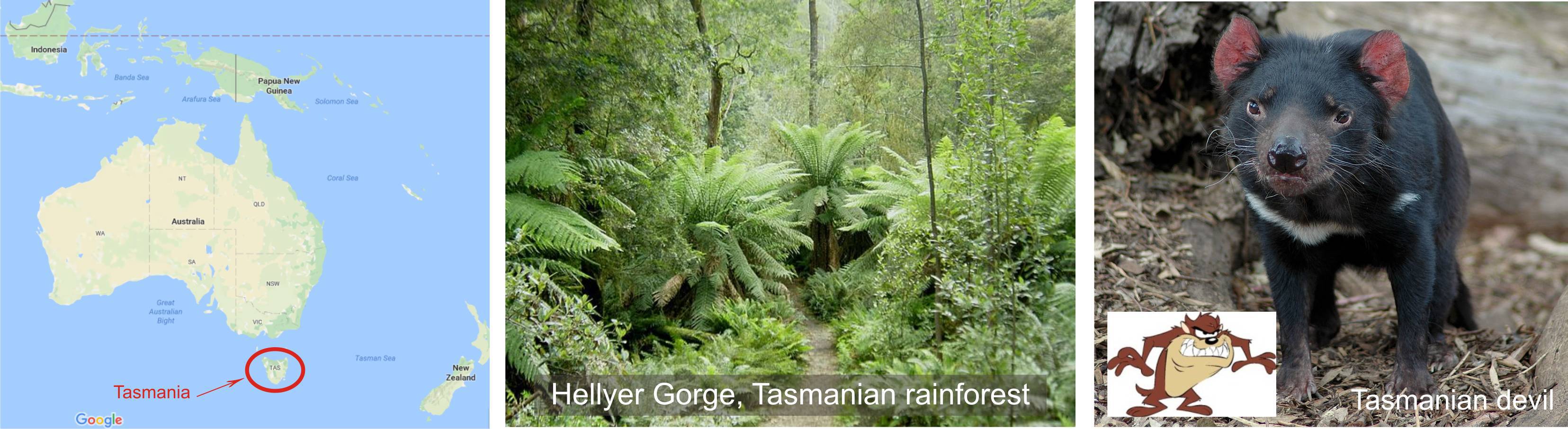 rainforest and tasmanian devil