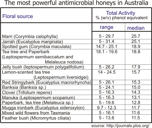 top most powerful antibacterial honeys