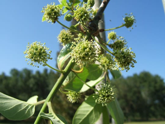 flowers of tupelo