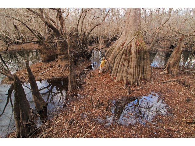 the tree that gives nectar for the tupelo honey