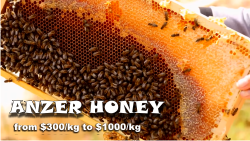Anzer honey protects liver and treats tonsil infection!