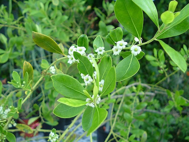 gallberry flowers