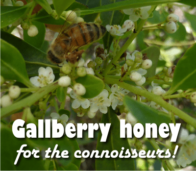 Gallberry honey – one of the best honeys in Georgia and Florida