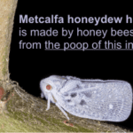 what is honeydew honey made of