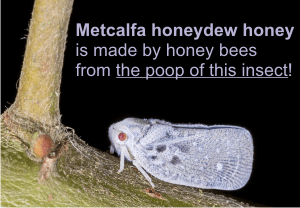 what is honeydew honey made of