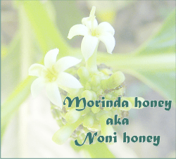 Noni honey aka morinda honey. And what is noni juice good for?