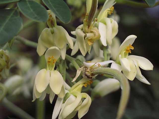 flowers of moringa tree