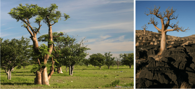 moringa trees