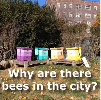 keeping bees in the city