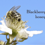 blackberry honey