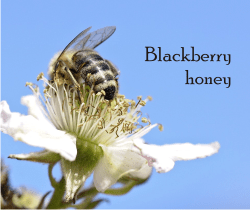 What is blackberry honey and what is it good for?