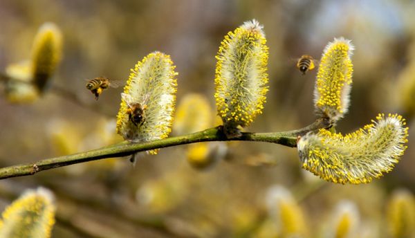 male and female flowers of willow