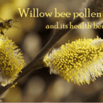 what is willow bee pollen good for