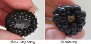 the difference between black raspberries and blackberries