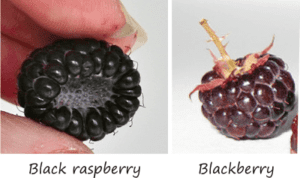 the difference between black raspberries and blackberries