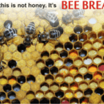 bee bread is better and healthier than bee pollen