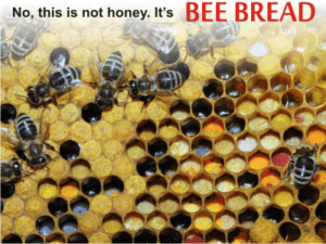 bee bread is better and healthier than bee pollen