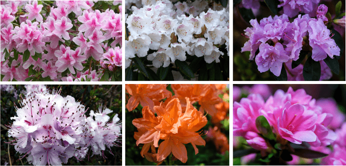 rhododendron hallucinogenic honey