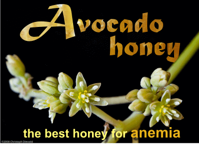 Avocado honey is good for anemia and tastes like no other honey!