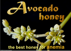 avocado honey health benefits